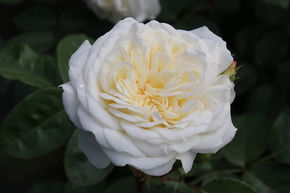 Rosier tige 'Tranquility'