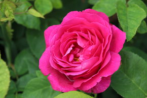 Rosier 'Ulrich Brunner fils'