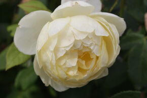Rosier 'Vanessa Bell�'