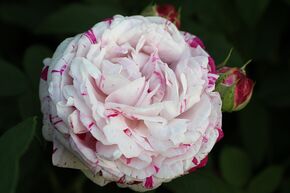 Rosier 'Variegata di Bologna'