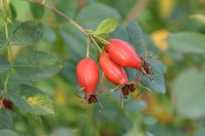 Rosier 'Vitaminrose Pirosa�'