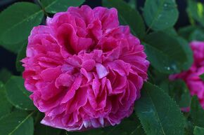 Rosier 'Wild Edric�'