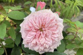 Rosier 'William Christie�'