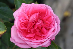 Rosier 'La Rose de Molinard�'