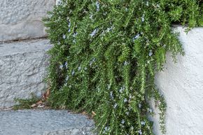 Romarin rampant 'Prostratus'