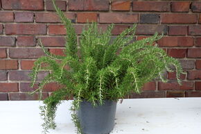 Romarin 'Prostratus'