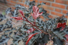 H�tre pourpre 'Rohan Weeping' - demi-tige