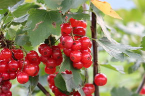 Groseille � grappes Ribest� 'Cerimbo'