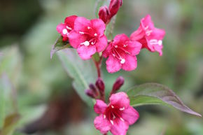 Weigelie 'Bristol Ruby'