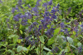 C�anothe, Lilas de Californie 'Henry Desfosse'