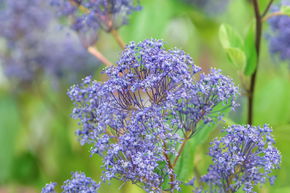 C�anothe, Lilas de Californie 'Marie Bleu'