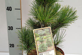 Pin cembro colonnaire 'Pillar'