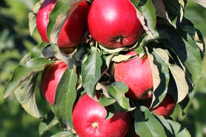 Pommier colonnaire Malini� Gracilis�