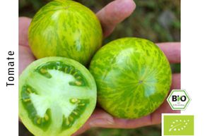Tomate � salade Green Zebra (semences) BIO