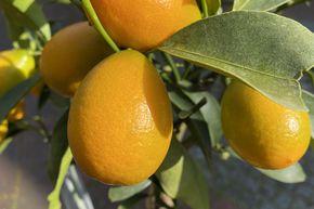 Kumquat sans graines 'Nordmann Seedless'