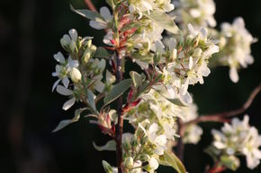 Am&eacute;lanchier Lowberry� 'Saskadwarf�'