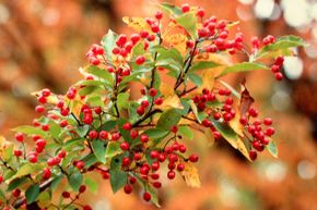 Photinia �carlate