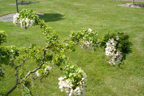 Faux acacia, acacia nain tire-bouchon 'Twisty Baby'