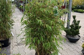 Bambou 'Green Lion�'