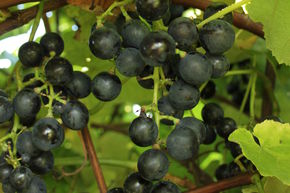 Vigne 'Buffalo Blue'