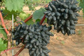 Vigne 'Philipp'