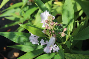 Chitalpa de Taschkent 'Summer Bells'