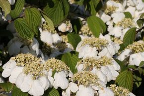 Boule de neige, viorne du Japon 'Dart's Red Robin'