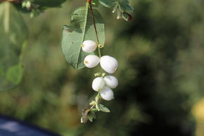 Symphorine 'White Hedge' - blanche