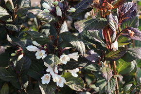Weigelia � feuilles noires 'Ebony & Ivory�'