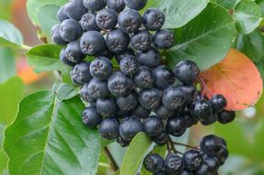 Aronia 'Nero'
