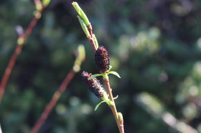 Saule � ch�ton rouge et noirs