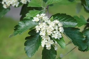 Sorbier de Perse, Alisier de Su�de