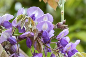 Glycine gracieuse 'Okayama'