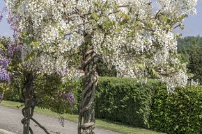 Glycine gracieuse 'Shiro-kapitan'