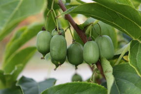 Kiwai autofertile 'Super Issai'