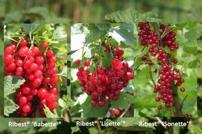 Kit d'autosuffisance Groseilles rouges 'Dauerernte'