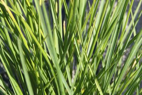 Sesl�rie d'automne