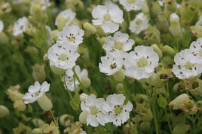 Sil�ne maritime 'Wei�kehlchen'