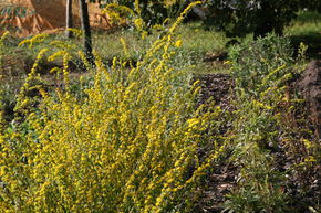 Verge d'or bleu�tre