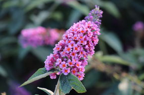 Arbre aux papillons 'Bicolor Flower Power'