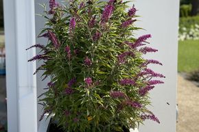Arbre aux papillons 'Butterfly Tower'