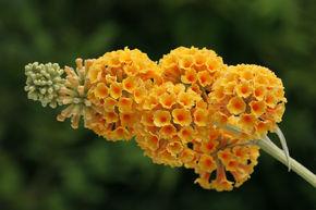 Arbre aux papillons 'Sungold'
