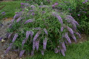 Arbre aux papillons 'Wisteria Lane�'