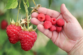 Framboisier 'Summer Chef�'