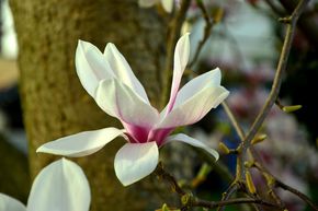 Magnolia, Magnolia d'�t�