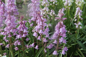 Jacinthe des bois 'Rosea'