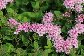Spir�e japonaise 'Little Princess'