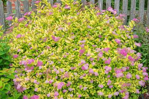 Spir�e japonaise 'Golden Princess' (lot de 6)