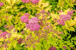 Spir�e japonaise 'Goldflame' (lot de 6)