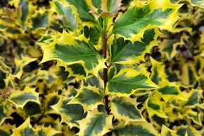 Houx 'Golden Angel'